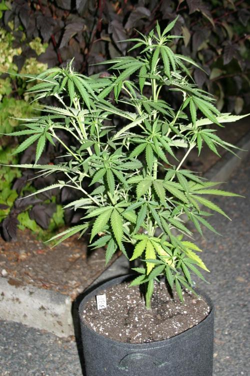 I know what you planted last summer. Week 9
