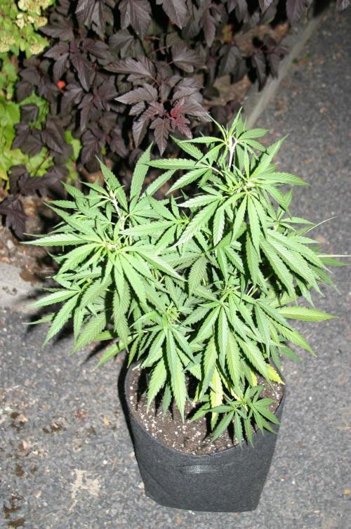 I know what you planted last summer. Week 9