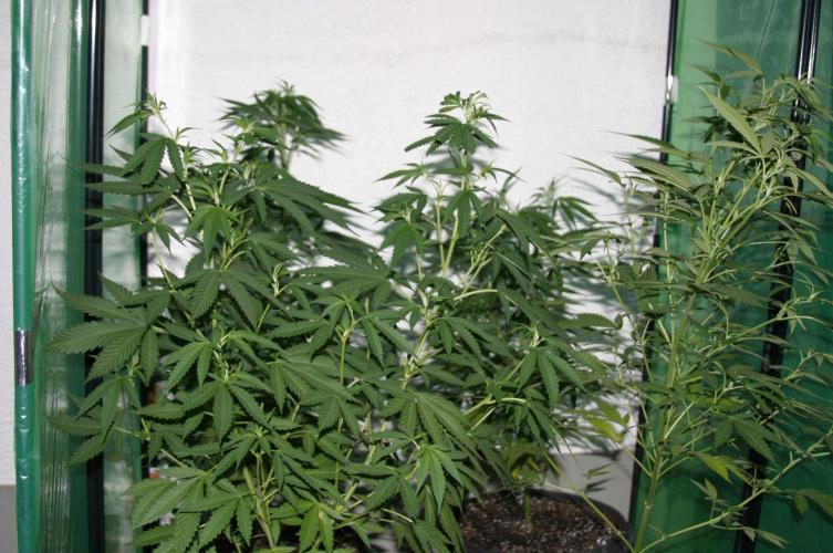 I know what you planted last summer. Week 9