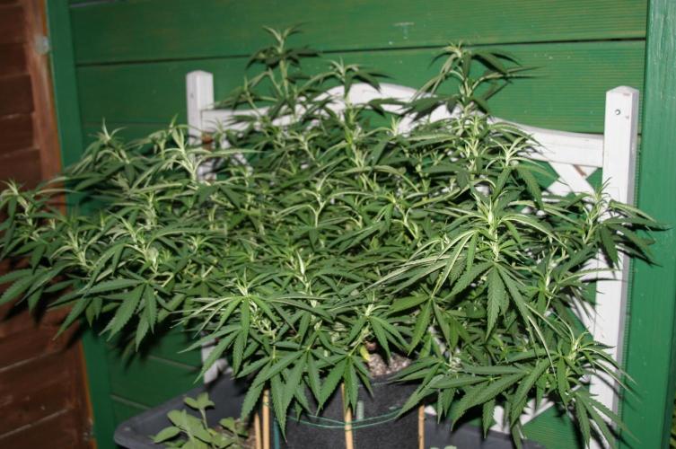 Strength and Medical Mass. Week 22