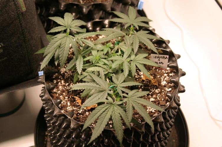 Ayyy Caramba, Mr. Bumblebee! 😹🐝. Week 7