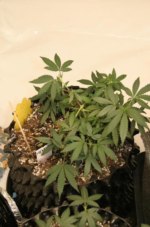 Luzid Mendo Crème Dream 🍦😺. Week 7