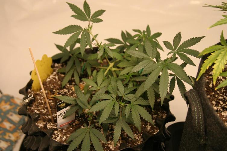 Luzid Mendo Crème Dream 🍦😺. Week 7