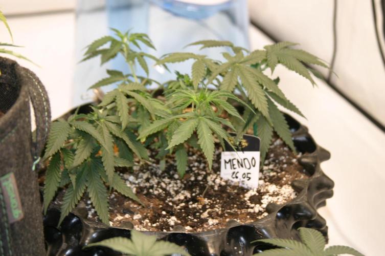 Luzid Mendo Crème Dream 🍦😺. Week 7