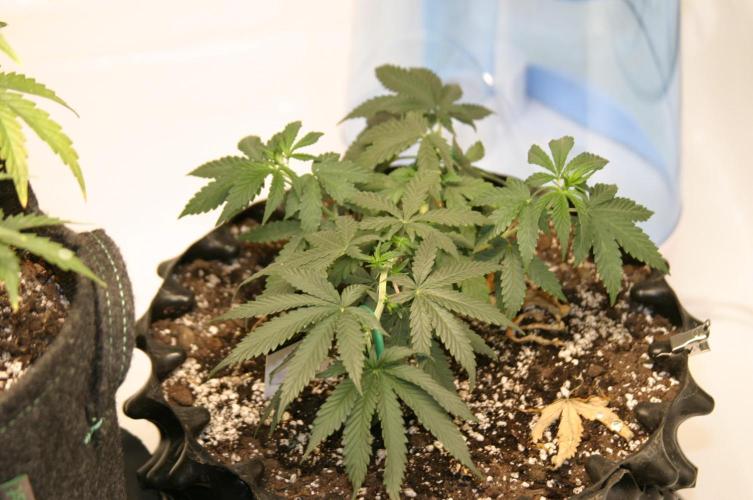 Luzid Mendo Crème Dream 🍦😺. Week 7