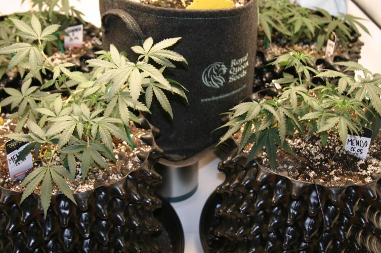 Luzid Mendo Crème Dream 🍦😺. Week 7