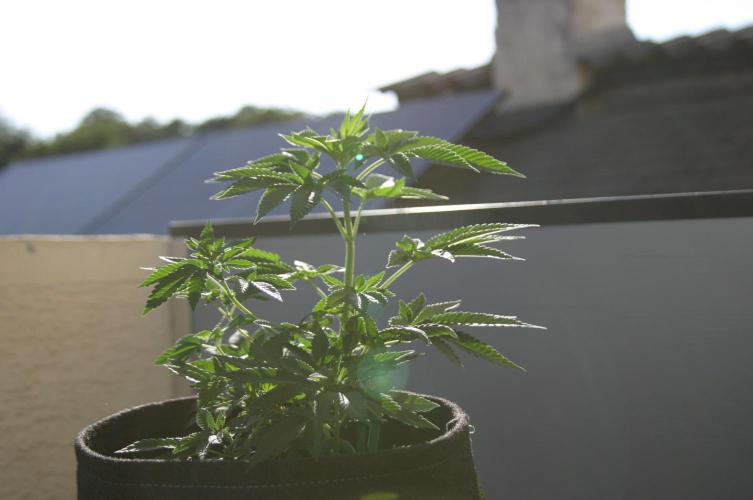BubblegumXL op de Straaaaat. Week 5
