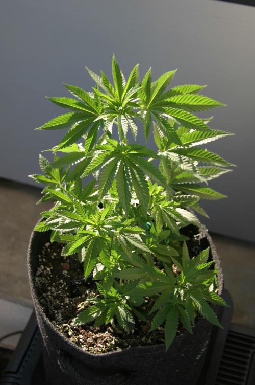 BubblegumXL op de Straaaaat. Week 5