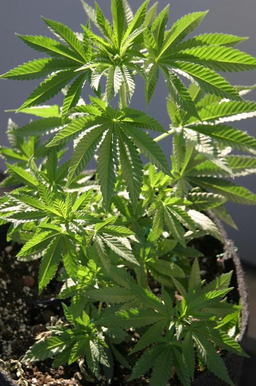 Bubblegum XL. Week 5
