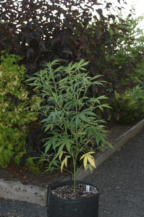 Green Thumbs at the Traphouse. Week 10