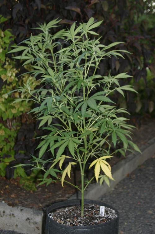 Green Thumbs at the Traphouse. Week 10