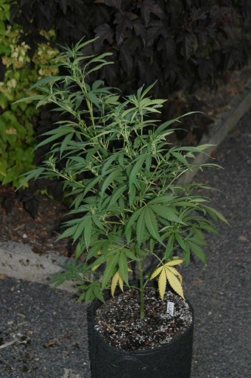 Green Thumbs at the Traphouse. Week 10