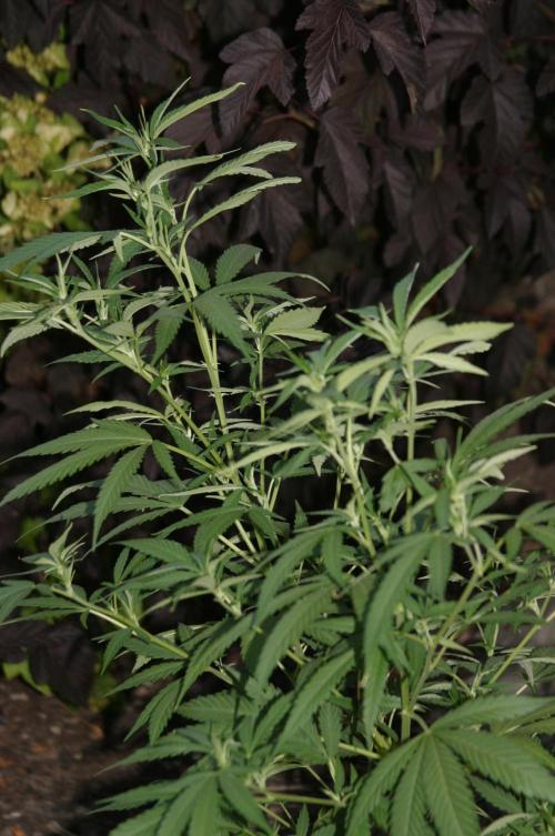 Green Thumbs at the Traphouse. Week 10