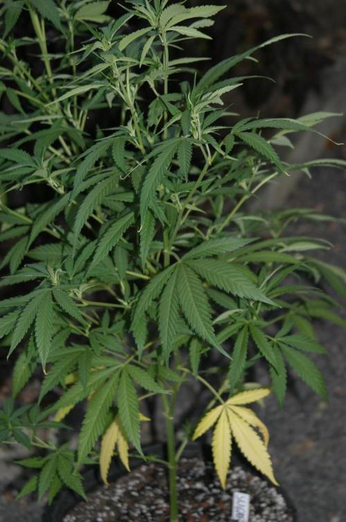 Green Thumbs at the Traphouse. Week 10