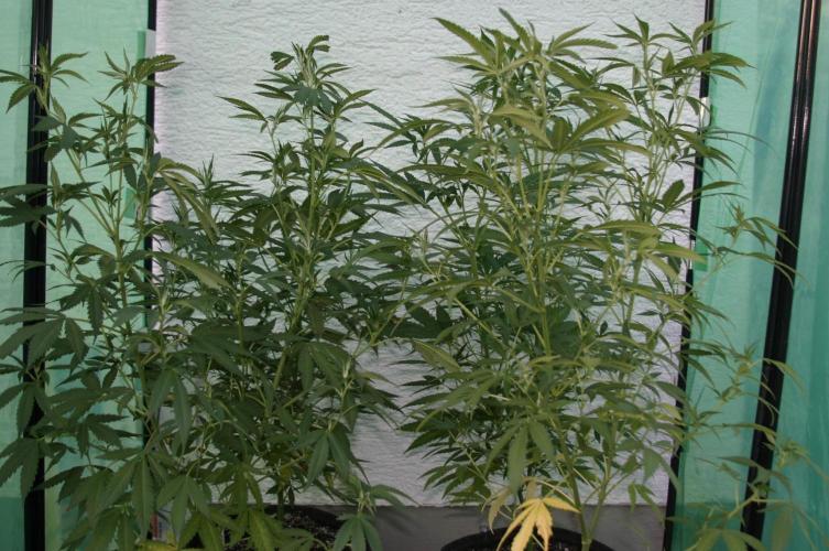 Green Thumbs at the Traphouse. Week 10