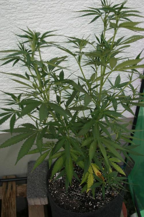 I know what you planted last summer. Week 10