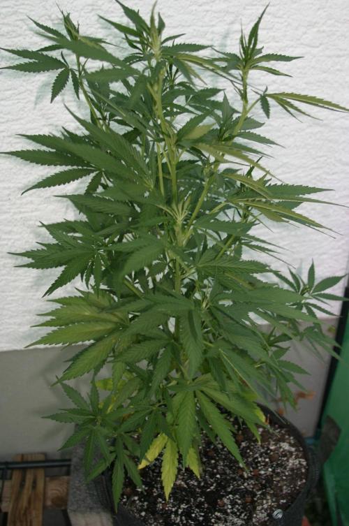 I know what you planted last summer. Week 10