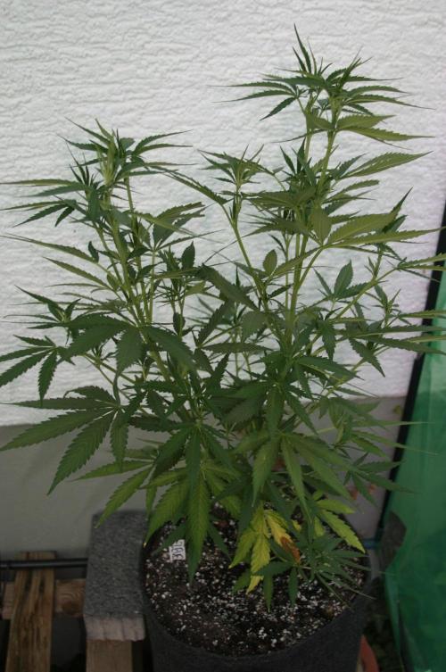I know what you planted last summer. Week 10