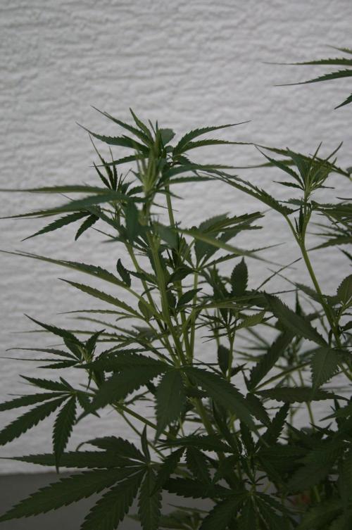 I know what you planted last summer. Week 10