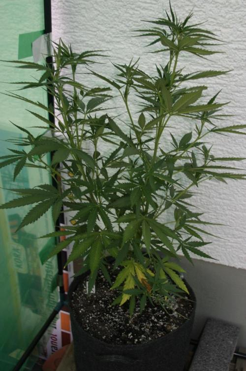 I know what you planted last summer. Week 10