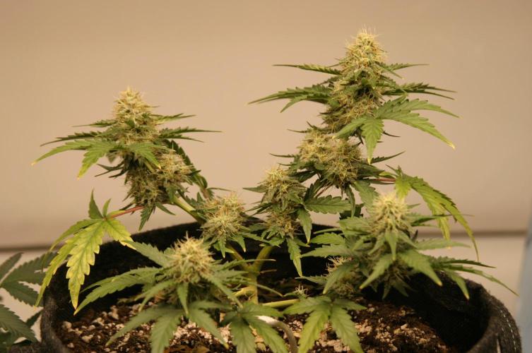 Wedding Cake Without a Bride ❤️‍?. Week 6