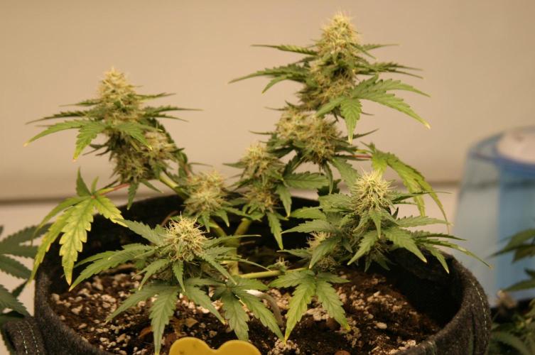 Wedding Cake Without a Bride ❤️‍?. Week 6
