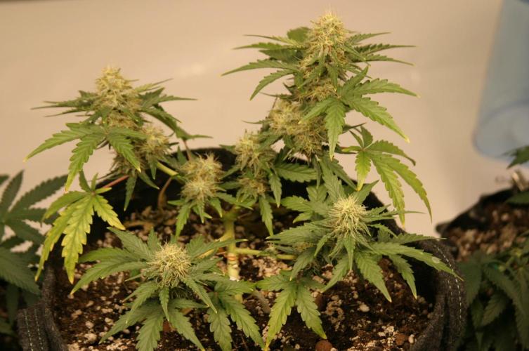 Wedding Cake Without a Bride ❤️‍?. Week 6