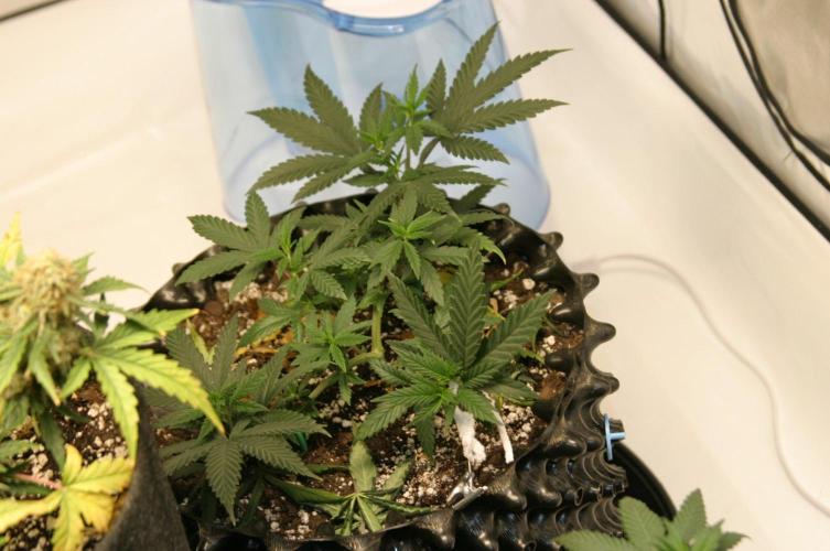 Ayyy Caramba, Mr. Bumblebee! 😹🐝. Week 8