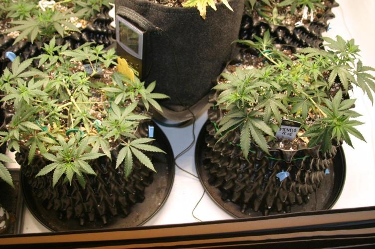 Luzid Mendo Crème Dream 🍦😺. Week 8