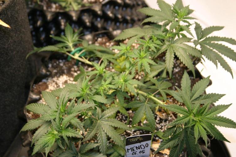 Luzid Mendo Crème Dream 🍦😺. Week 8