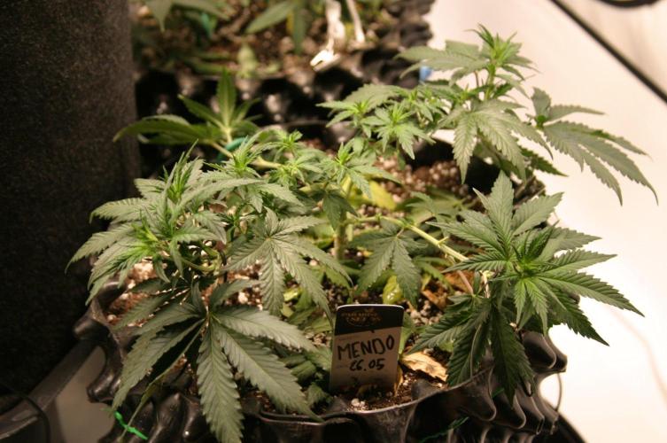 Luzid Mendo Crème Dream 🍦😺. Week 8
