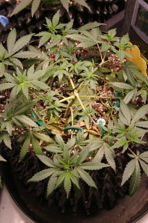 Luzid Mendo Crème Dream 🍦😺. Week 8