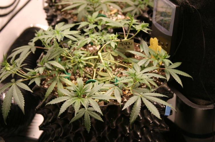 Luzid Mendo Crème Dream 🍦😺. Week 8