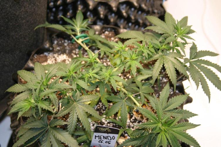 Luzid Mendo Crème Dream 🍦😺. Week 8