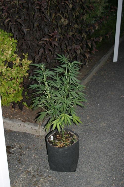 I know what you planted last summer. Week 11