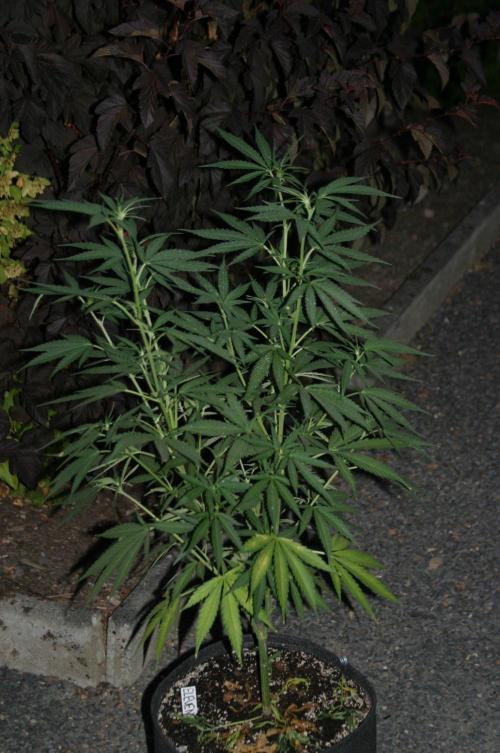 I know what you planted last summer. Week 11