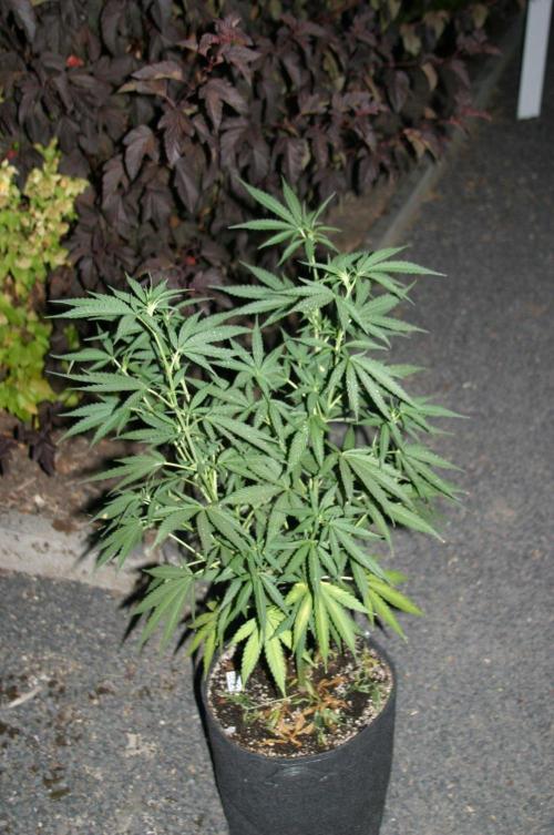 I know what you planted last summer. Week 11