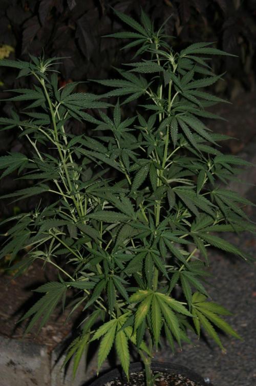 I know what you planted last summer. Week 11