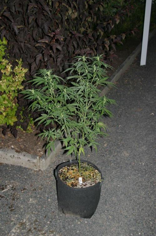 Green Thumbs at the Traphouse. Week 11