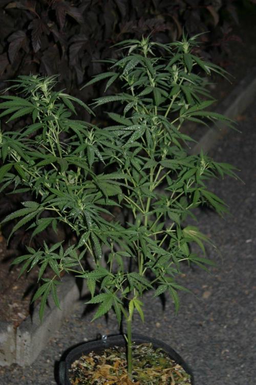 Green Thumbs at the Traphouse. Week 11