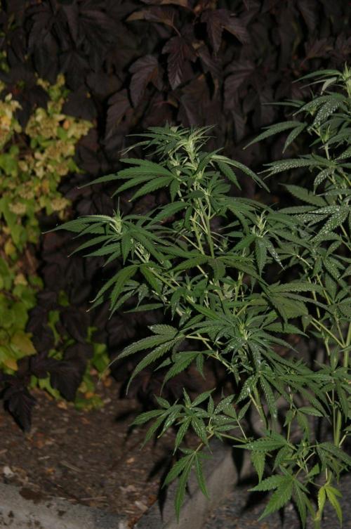 Green Thumbs at the Traphouse. Week 11