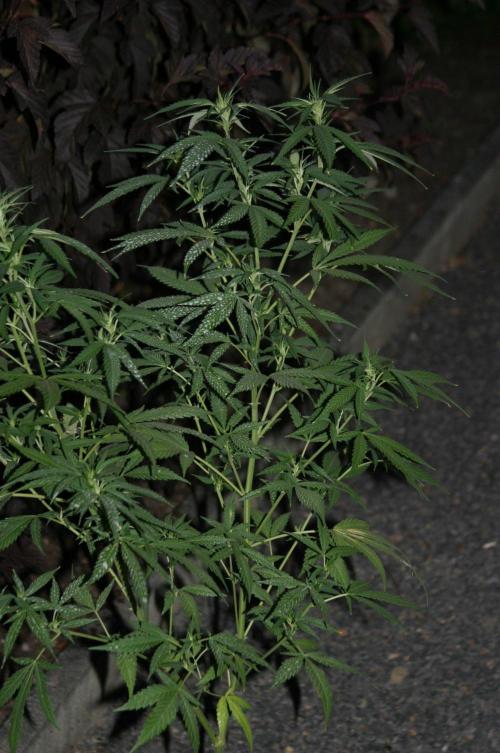 Green Thumbs at the Traphouse. Week 11