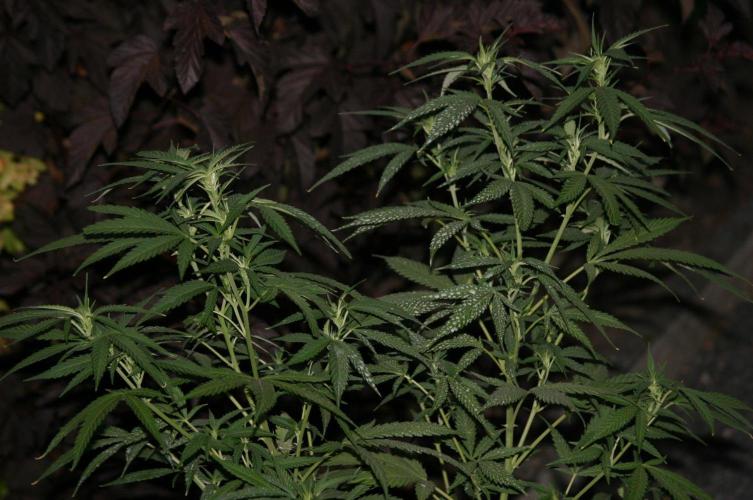 Green Thumbs at the Traphouse. Week 11