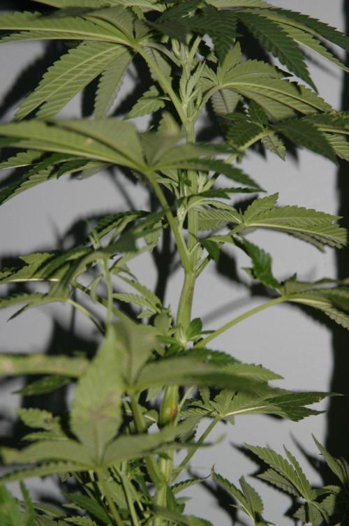 BubblegumXL op de Straaaaat. Week 7