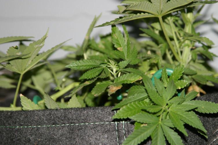 BubblegumXL op de Straaaaat. Week 7