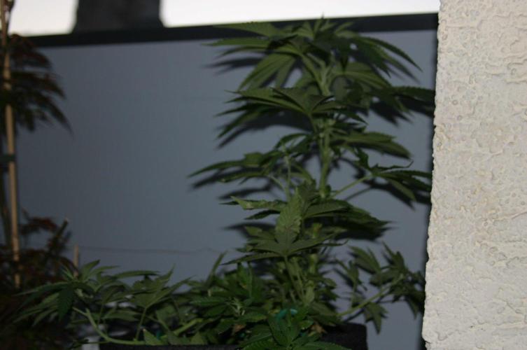 BubblegumXL op de Straaaaat. Week 7