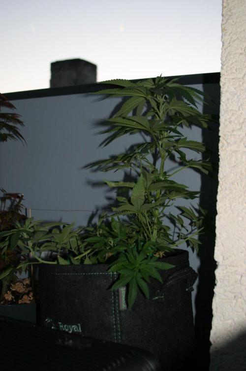 BubblegumXL op de Straaaaat. Week 7
