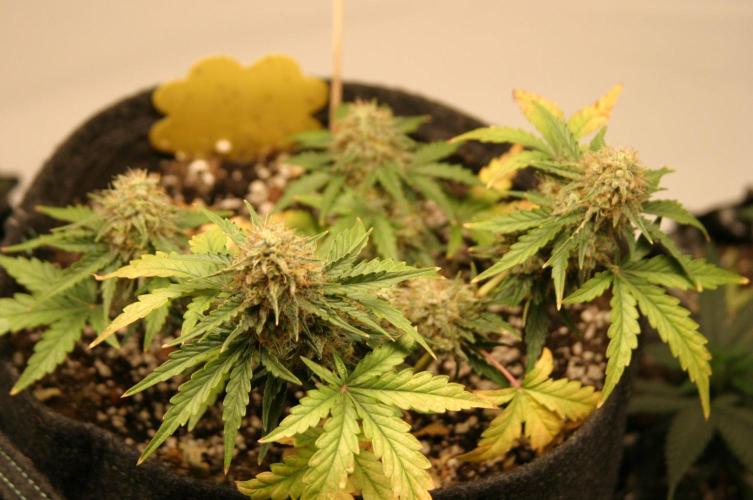 Wedding Cake Without a Bride ❤️‍?. Week 8