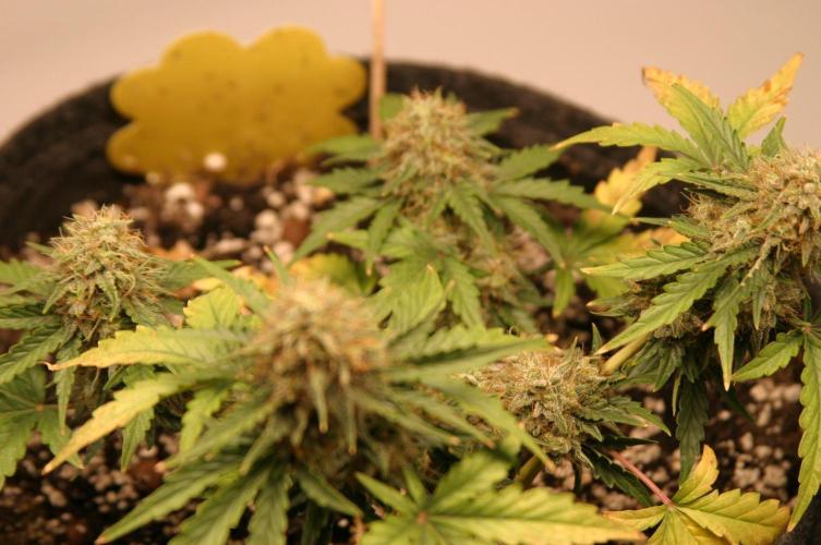 Wedding Cake Without a Bride ❤️‍?. Week 8