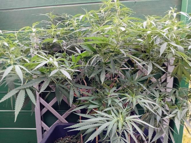 Strength and Medical Mass. Week 24